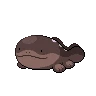 Clodsire
